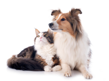 愛犬・愛猫を『食べる歯磨き革命』で支えます