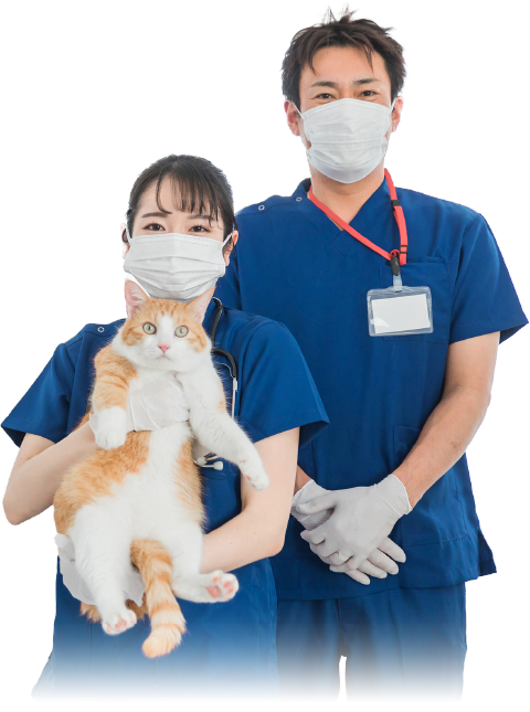 犬や猫は人に比べて、あっという間に歯石ができてしまいます
