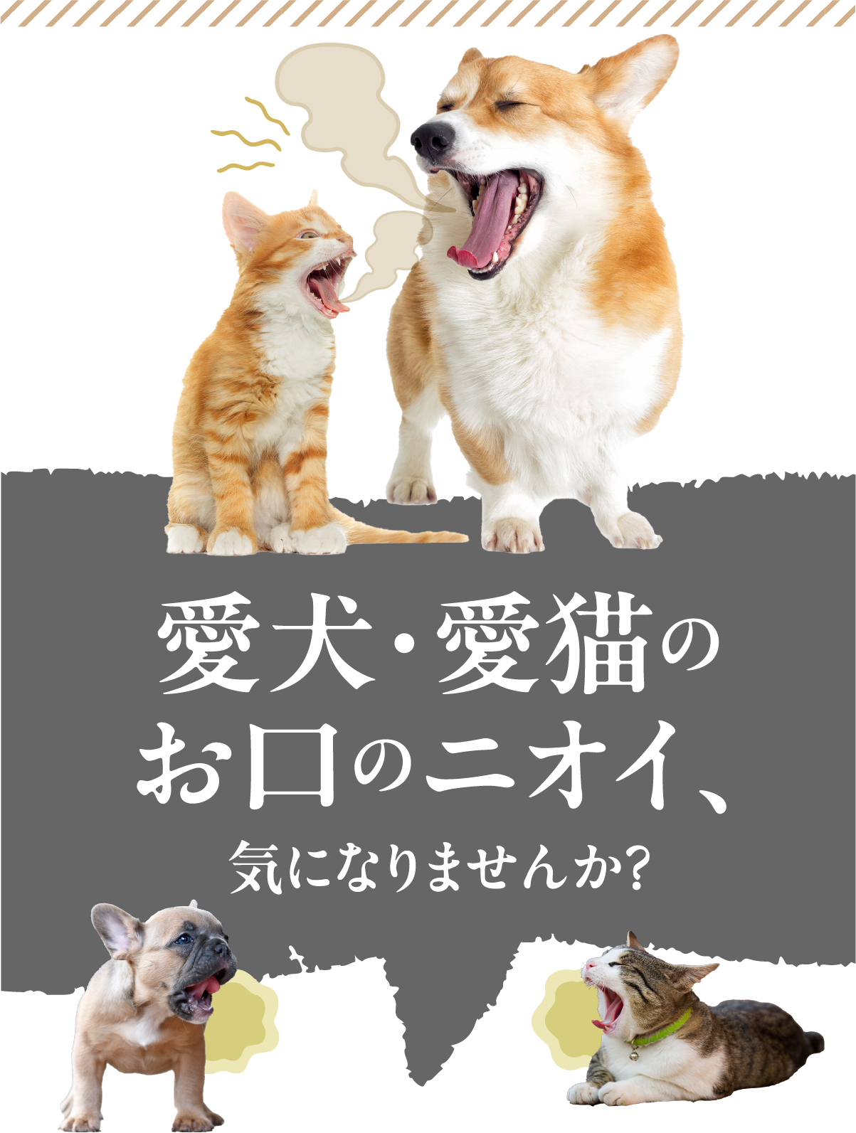 愛犬・愛猫のお口のニオイ気になりませんか？