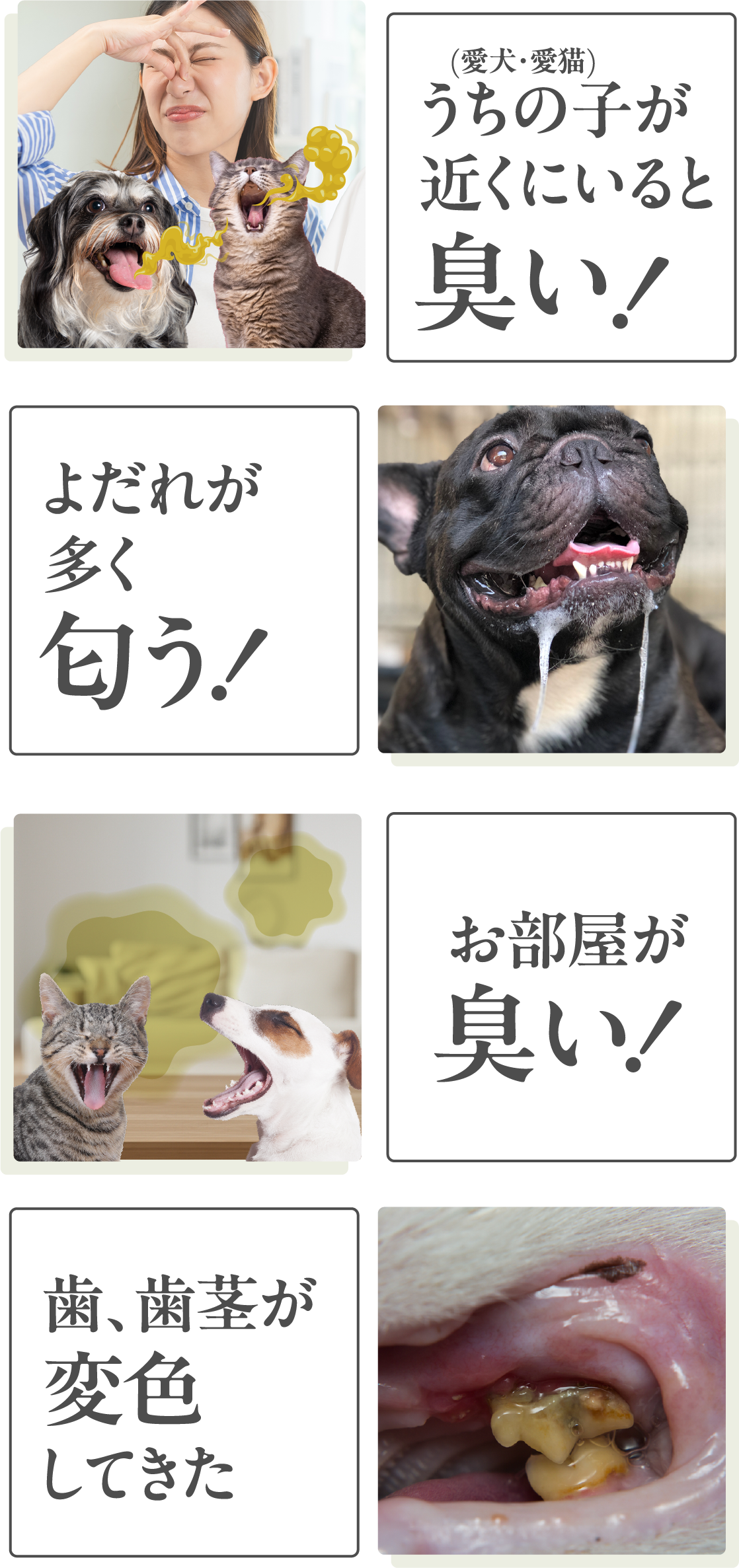 近くにいると臭い！よだれがニオう！お部屋が臭い！歯・歯茎が変色してきた！