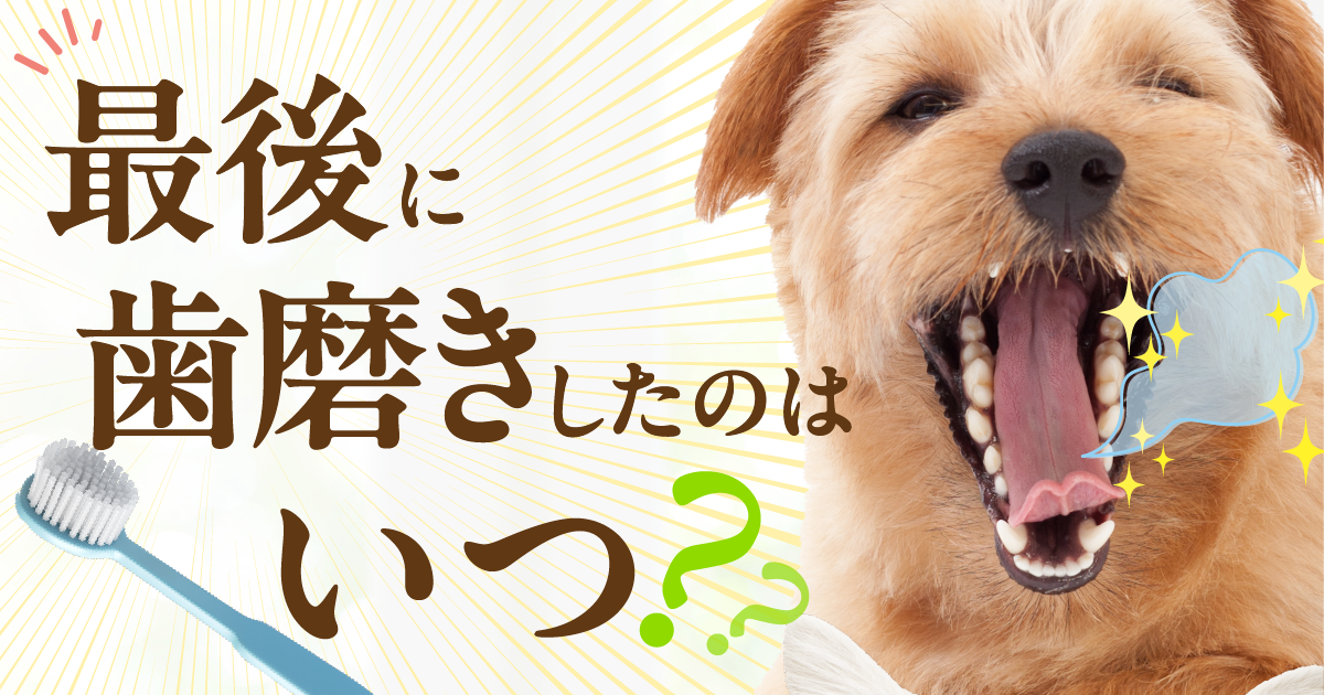 食べる歯磨き革命
